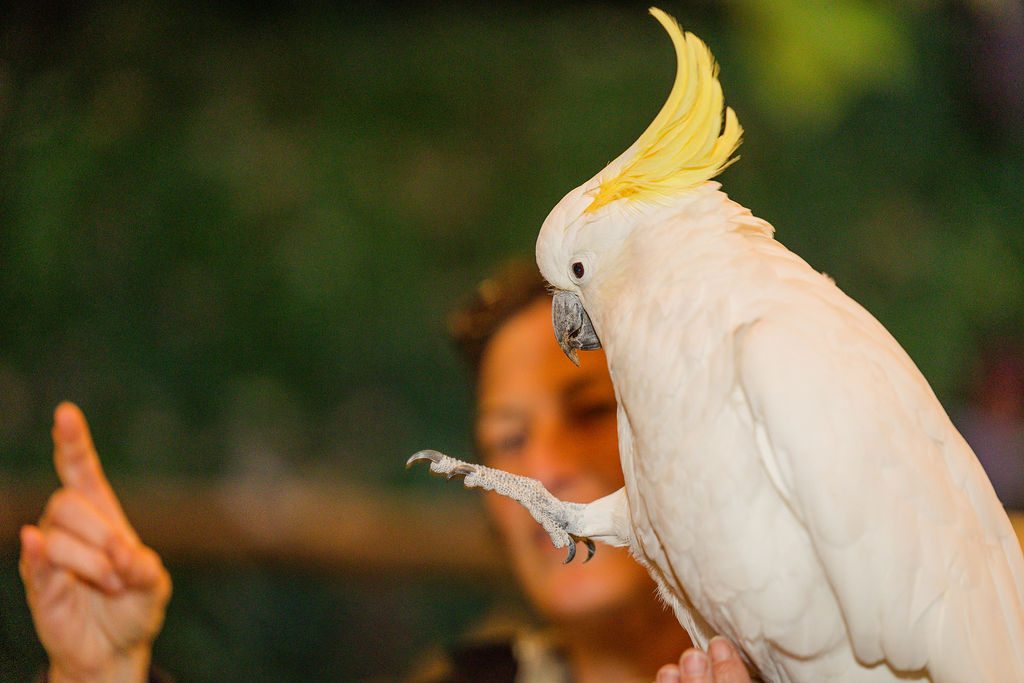 San Diego Zoo Safari Park Wedding Photographer