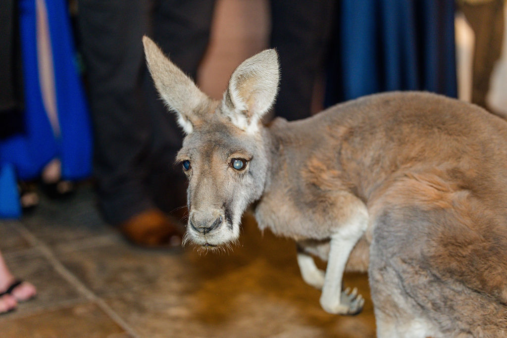 San Diego Zoo Safari Park Wedding Photographer